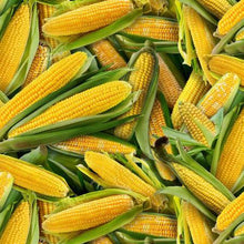 Load image into Gallery viewer, Elizabeth's Studio Food Festival yellow Corn on the Cob, 435E-YLW - Little Turtle Cottage