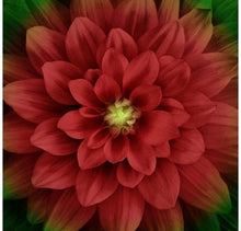 Load image into Gallery viewer, Hoffman Fabrics Dream Big Scarlet Large Flower Digital P4389H-78, Panel 43&quot;x43&quot;
