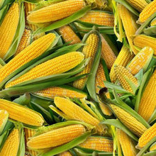 Load image into Gallery viewer, Elizabeth&#39;s Studio Food Festival yellow Corn on the Cob, 435E-YLW - Little Turtle Cottage

