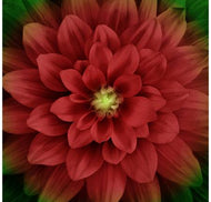 Hoffman Fabrics Dream Big Scarlet Large Flower Digital P4389H-78, Panel 43