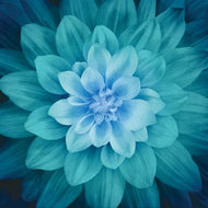 Hoffman Fabrics Dream Big Teal Large Flower Digital P4389H-21, Panel | Little Turtle Cottage