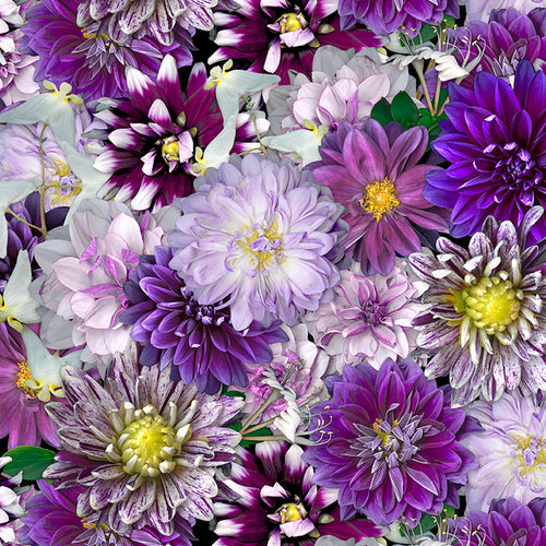 Tina's Garden Digital Purple Dahlias by Clothworks Y3678-27 - Little Turtle Cottage